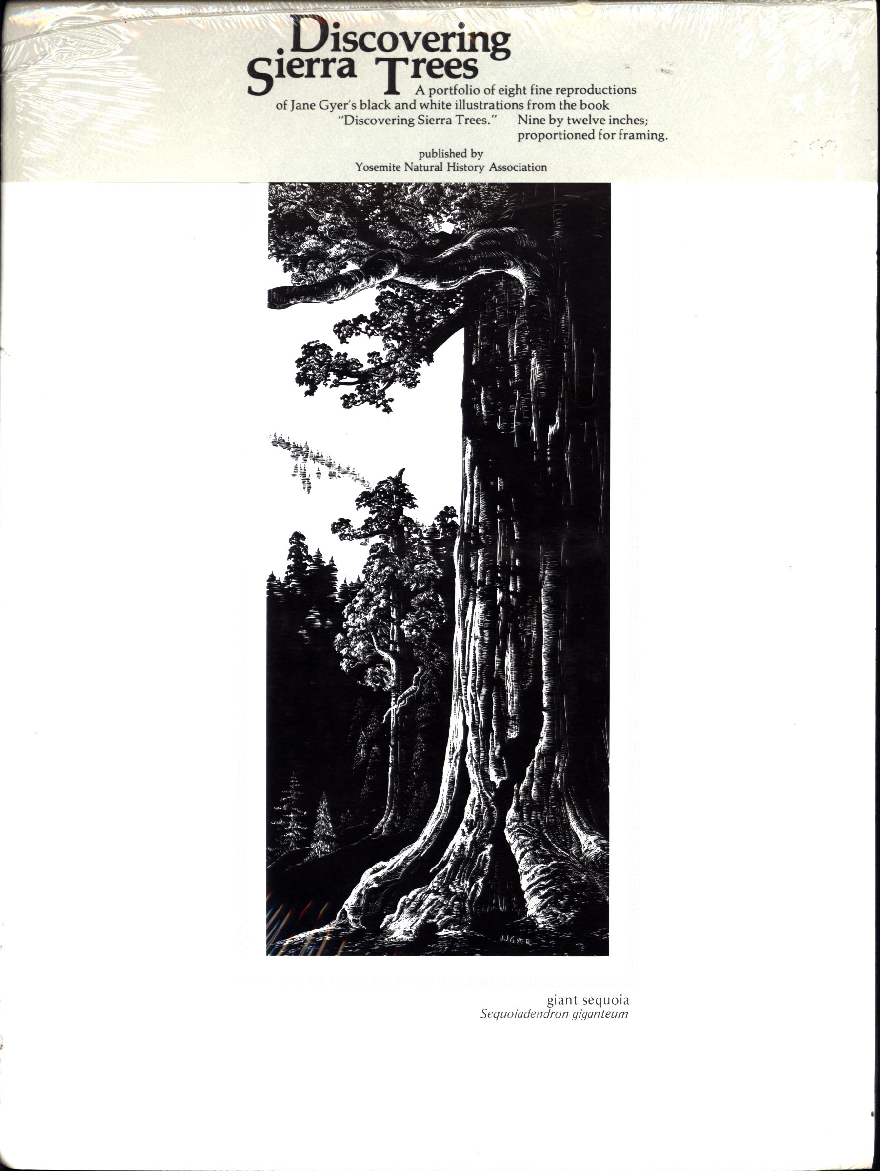 DISCOVERING SIERRA TREES--prints. 